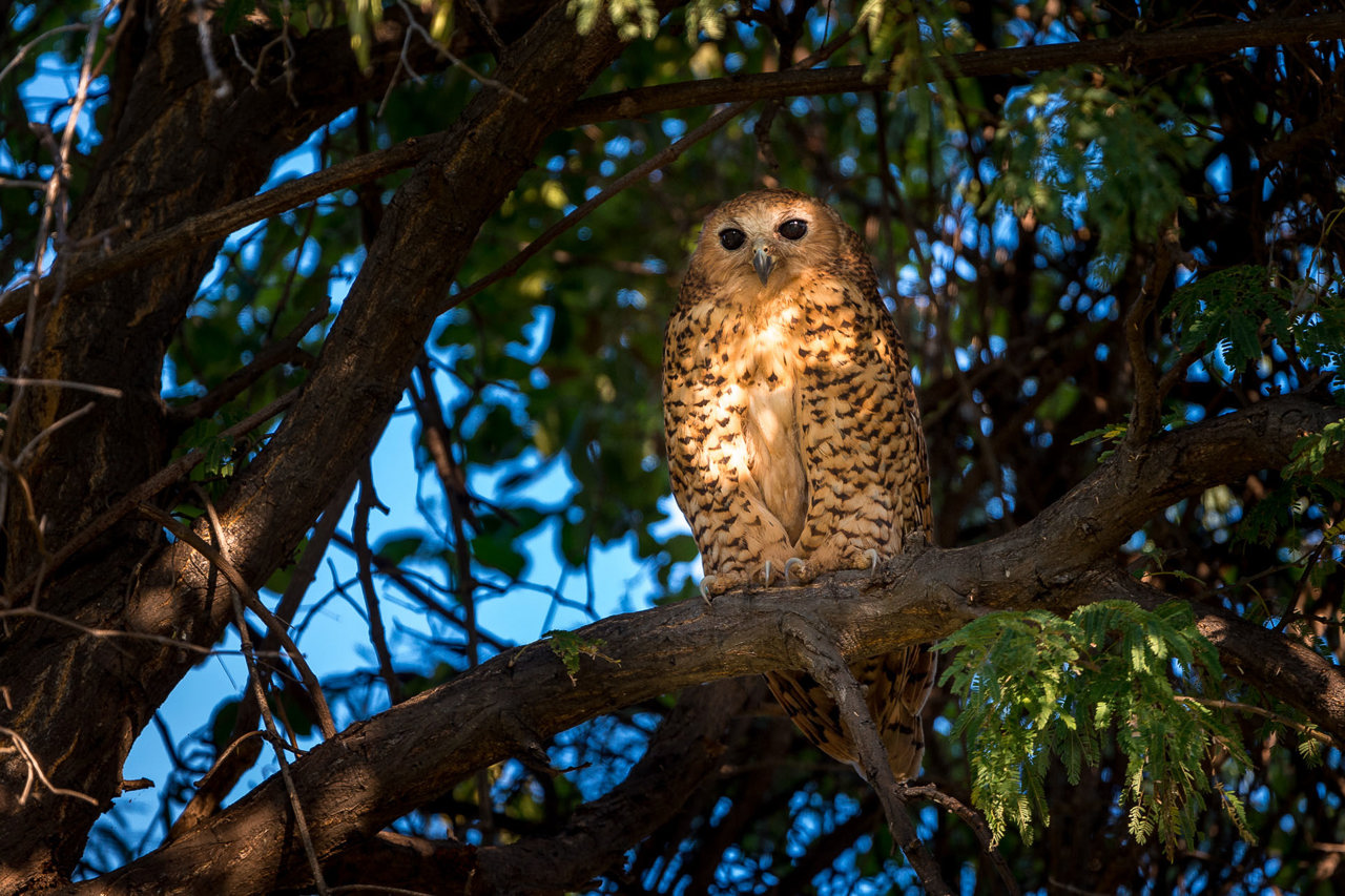 Wilderness Pelo Botswana Wildlife Pels Fishing Owl