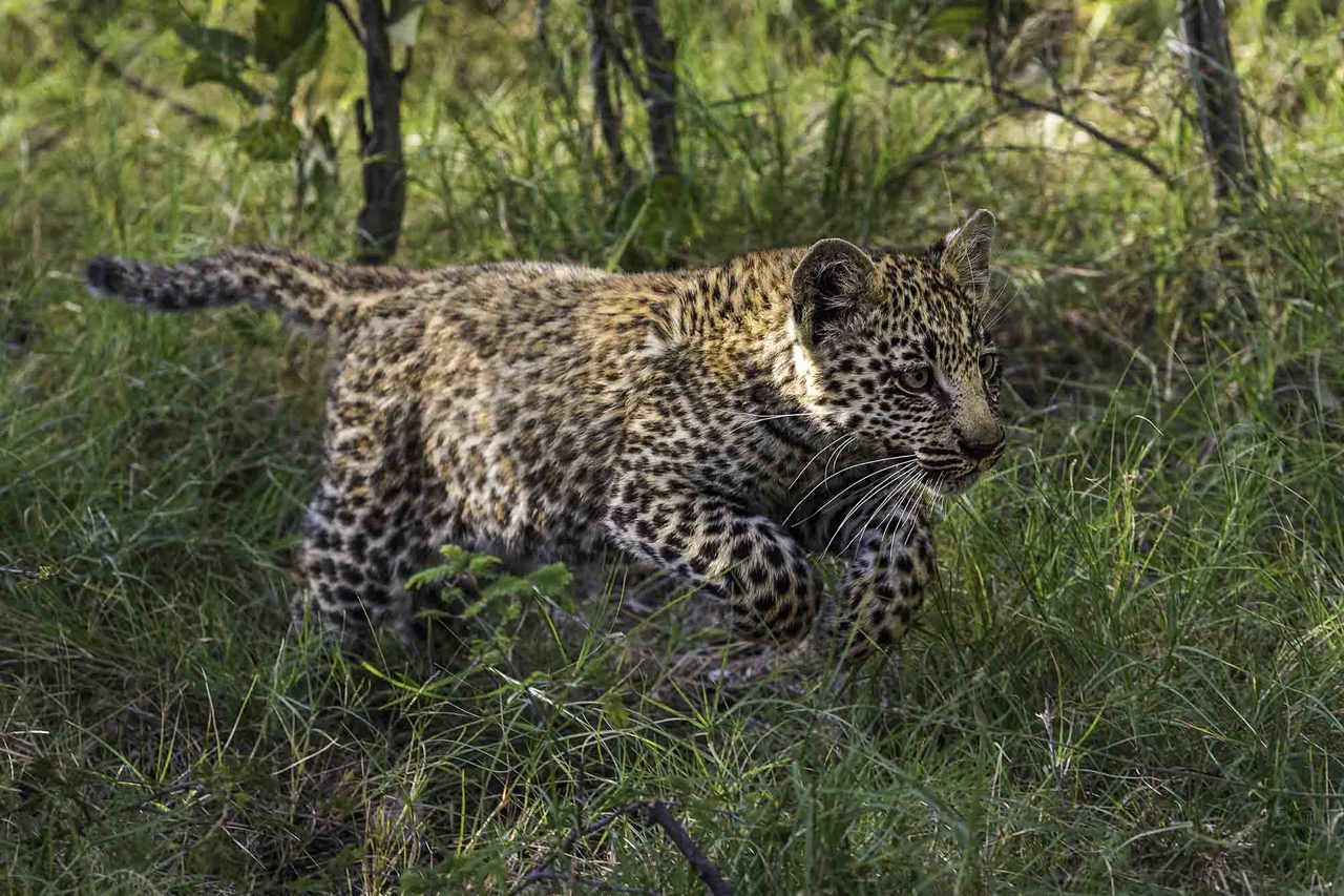 Leopard cub on the run Wilderness Jao