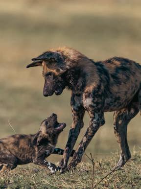African wild dog and pup playing in the Wilderness Chitabe grasslands