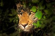 Close-up of a leopard's face peering intently through a dark curtain of green leaves and bush, showcasing its bright golden eyes in the Okavango Delta.