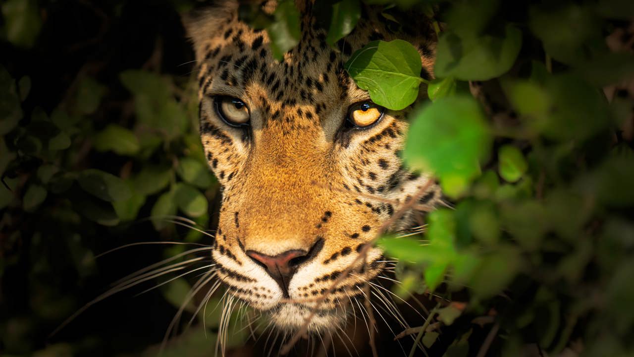 Close-up of a leopard's face peering intently through a dark curtain of green leaves and bush, showcasing its bright golden eyes in the Okavango Delta.