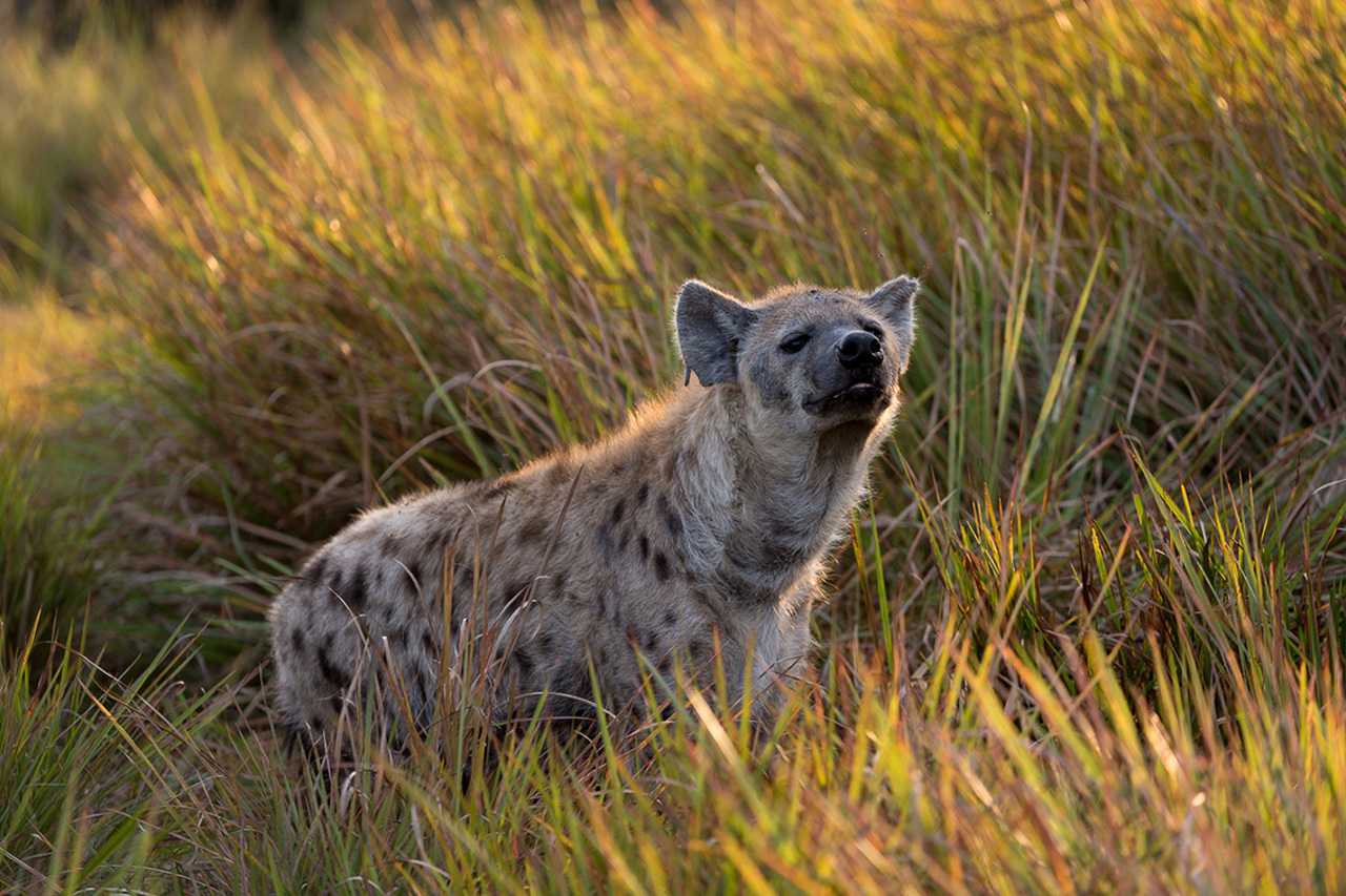 Wilderness Tubu Botswana Spotted Hyena
