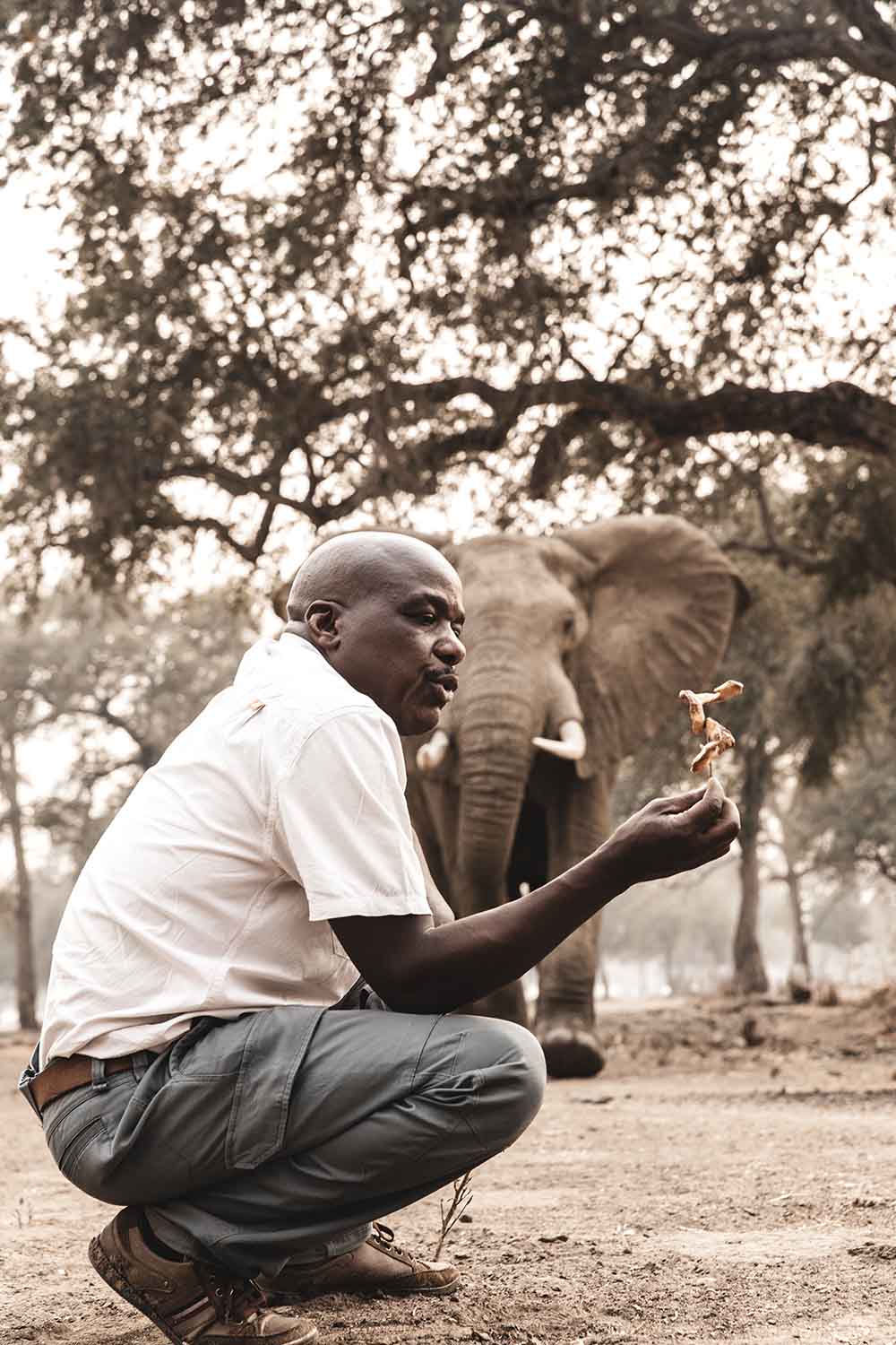 Wilderness guide on a nature walk with elephant in background