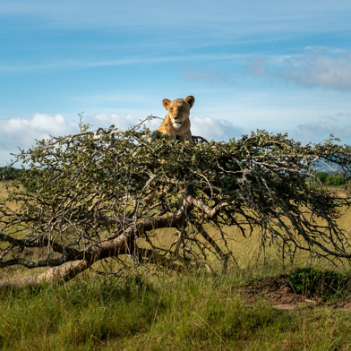 Lion in a tree at Wilderness Magashi, Rwanda