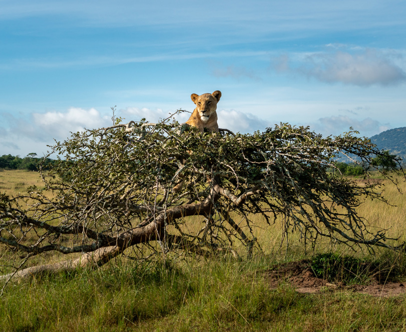Lion in a tree at Wilderness Magashi, Rwanda