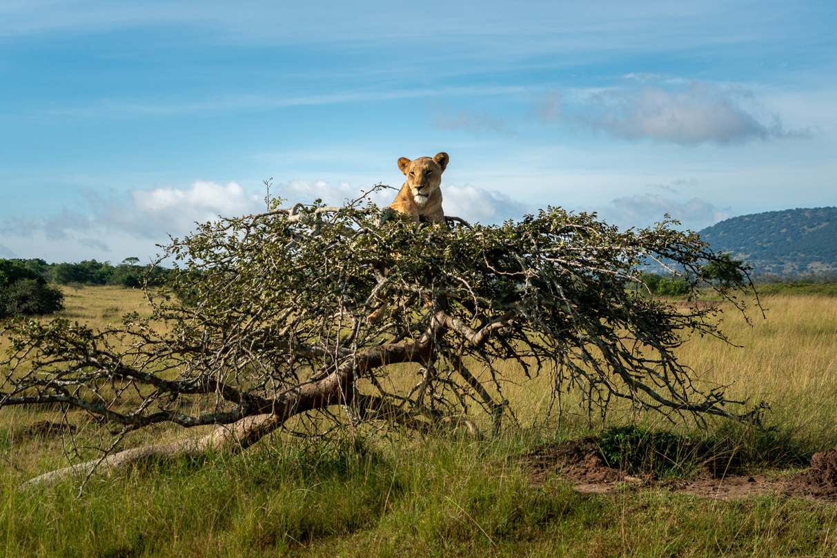 Lion in a tree at Wilderness Magashi, Rwanda