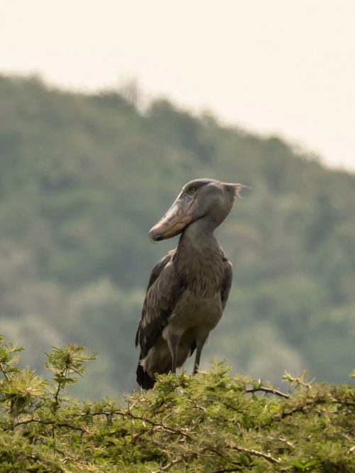 Wilderness Experiences Birding Rwanda Magashi Shoebill