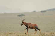 A lone topi walking through the Serengeti in Tanzania