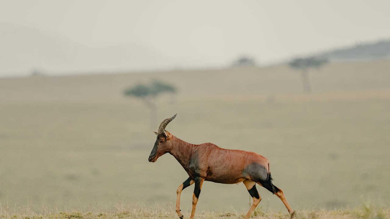 A lone topi walking through the Serengeti in Tanzania