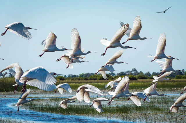 Abundant Wildlife & Waterscapes