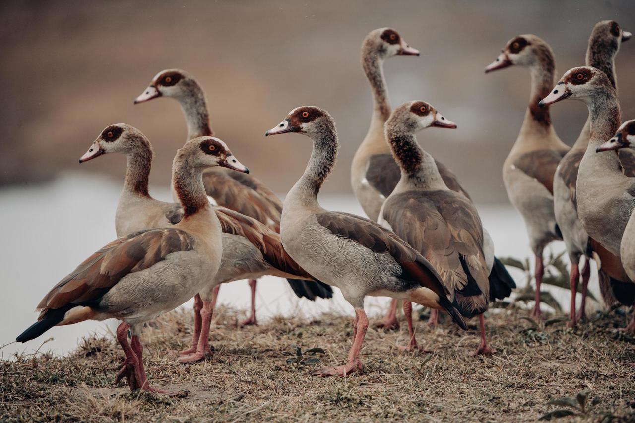 Egyptian Geese are usually solitary nesters, but outside of the breeding season they form flocks