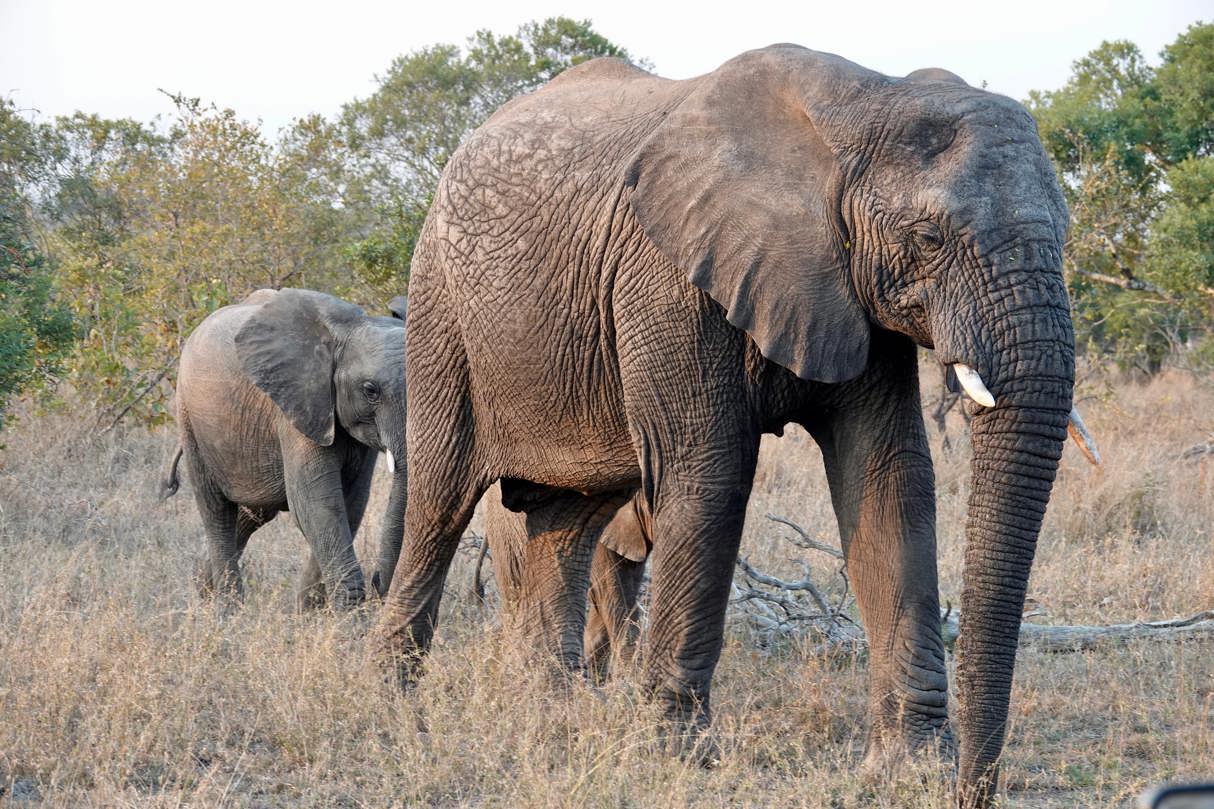 Elephants walking on the Okavango Delta