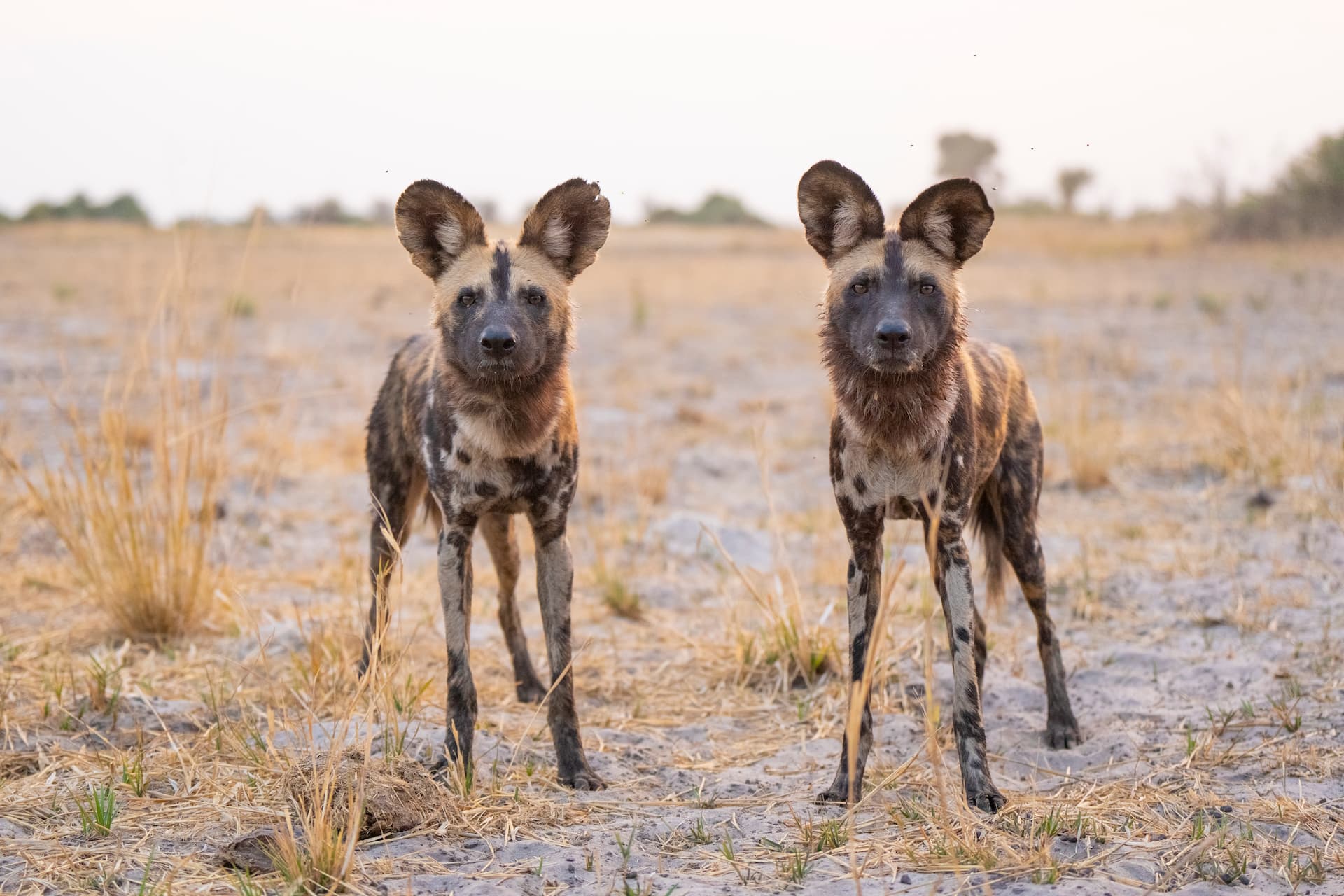 Wild dogs are a thrill to see at Wilderness Mombo