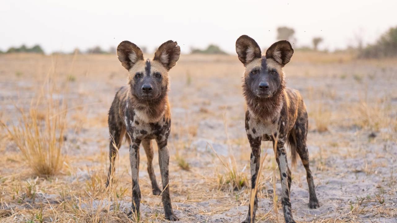 Wild dogs are a thrill to see at Wilderness Mombo