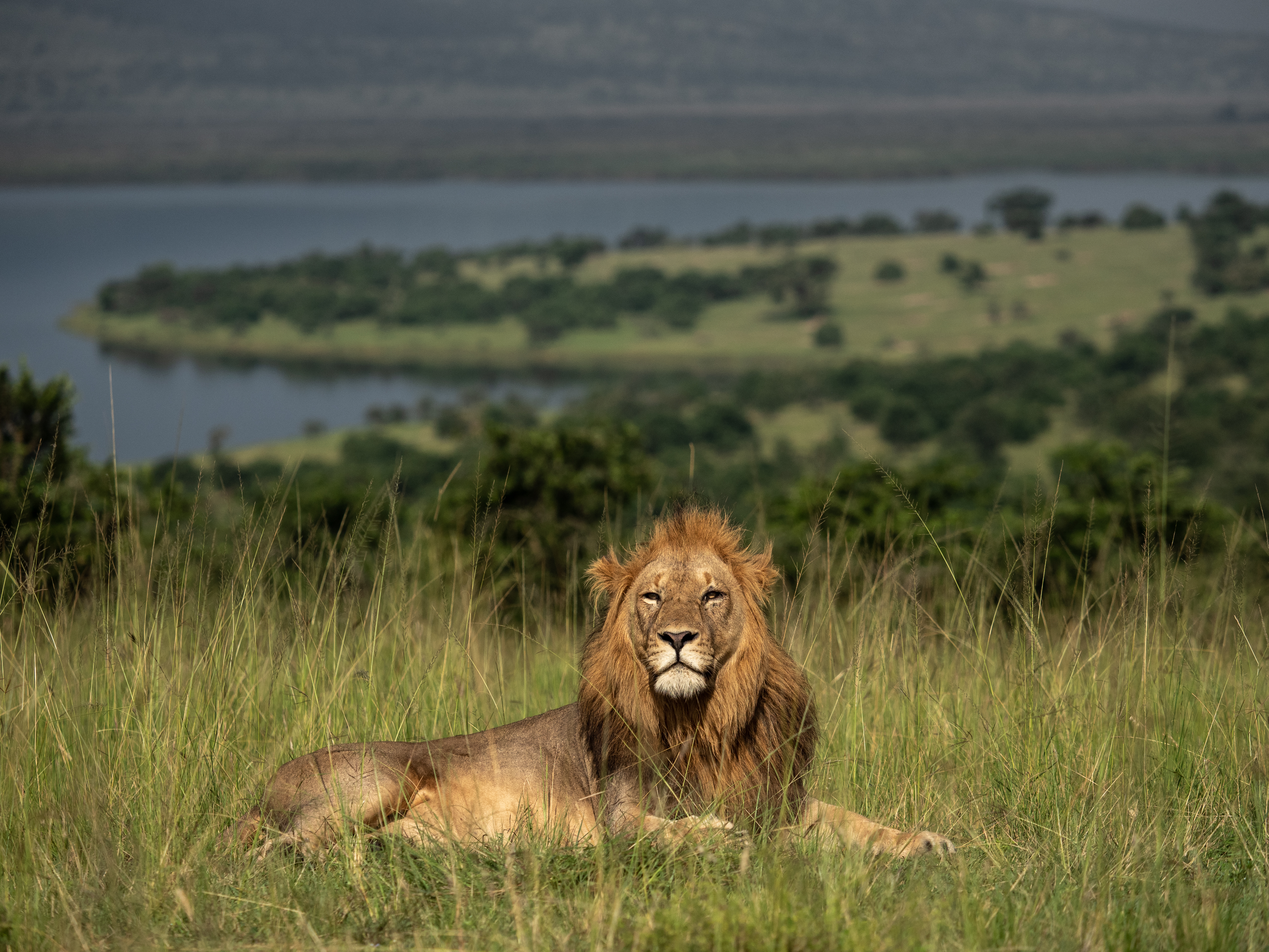 African lion in Akagera National Park Rwanda