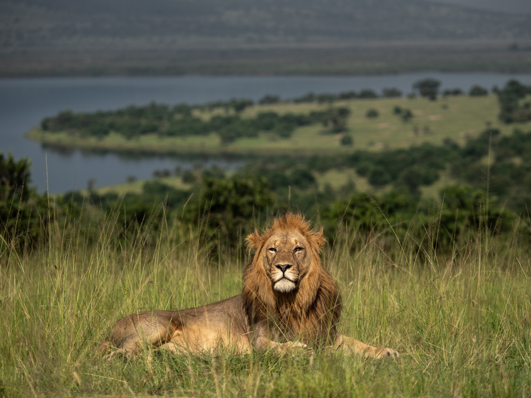 African lion in Akagera National Park Rwanda