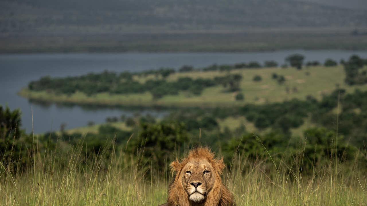 African lion in Akagera National Park Rwanda