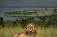 African lion in Akagera National Park Rwanda
