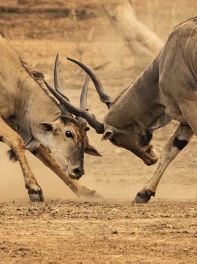 Wilderness Chikwenya Zimbabwe Wildlife Eland