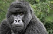 Mountain Gorilla at Wilderness Bisate Rwanda
