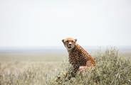 A cheetah stalking over the plains of the Serengeti in Tanzania