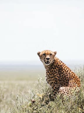A cheetah stalking over the plains of the Serengeti in Tanzania