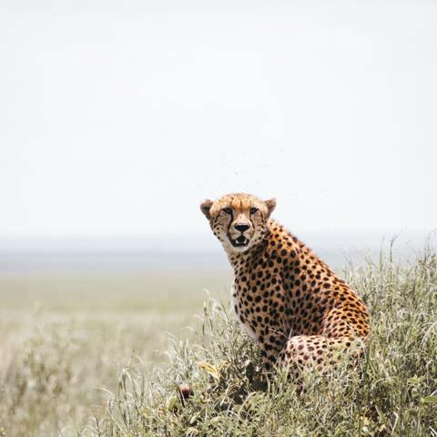 A cheetah stalking over the plains of the Serengeti in Tanzania
