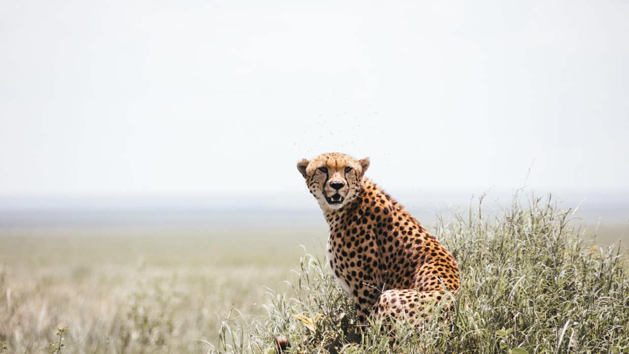 A cheetah stalking over the plains of the Serengeti in Tanzania