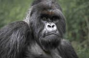Mountain Gorilla at Wilderness Bisate Rwanda