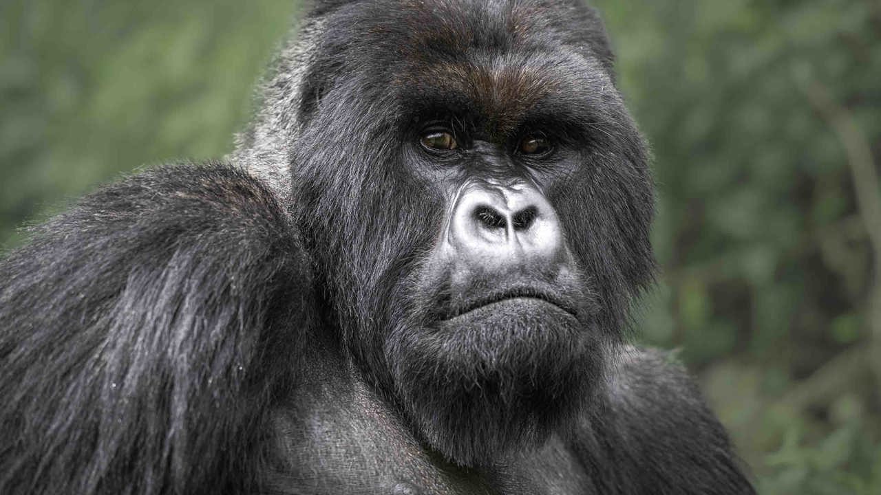 Mountain Gorilla at Wilderness Bisate Rwanda
