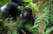 Baby gorilla and silverback in Volcanoes National Park