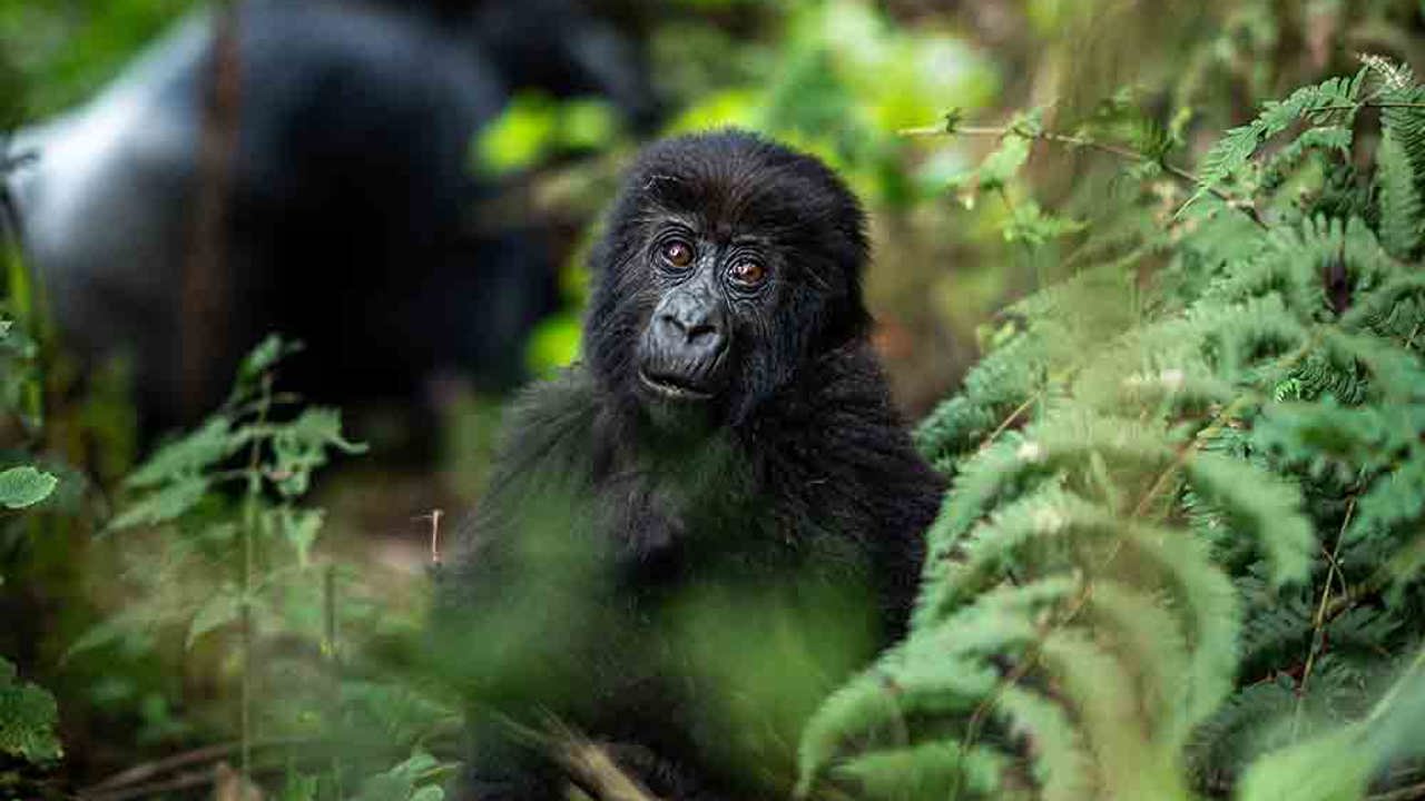 Baby gorilla and silverback in Volcanoes National Park