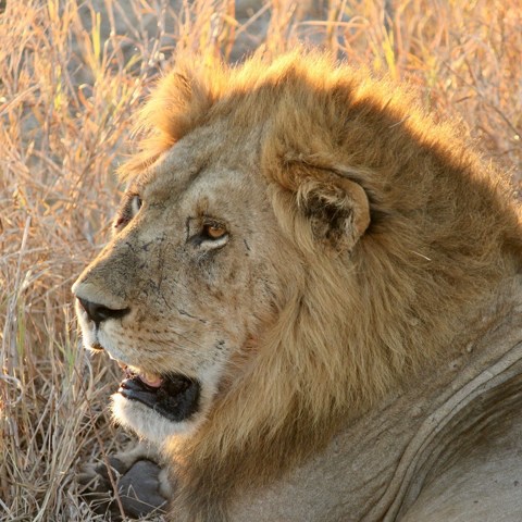 Lion resting in the grass in Okavango Delta Botswana