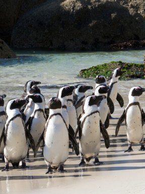 Boulders Beach Penguins Cape Town Wilderness Touring