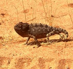 Namaqualand chameleon walking through the desert Wilderness Sossusvlei