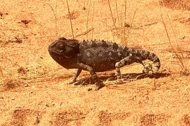 Namaqualand chameleon walking through the desert Wilderness Sossusvlei