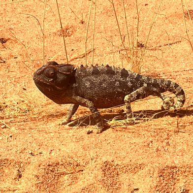 Namaqualand chameleon walking through the desert Wilderness Sossusvlei