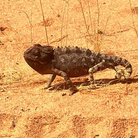 Namaqualand chameleon walking through the desert Wilderness Sossusvlei