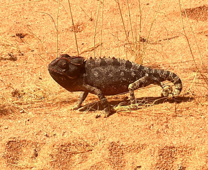 Namaqualand chameleon walking through the desert Wilderness Sossusvlei