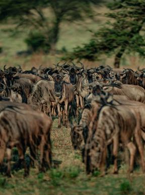 Large herd of Gnu in the Serengeti during green season