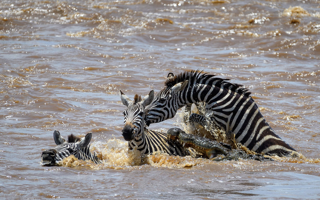 Zebra crossing river attacked by crocodile Serengeti
