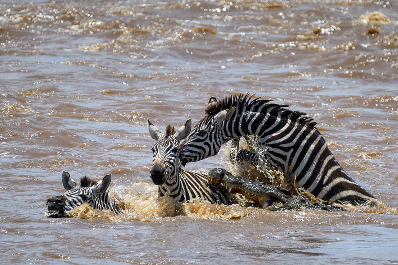 Zebra crossing river attacked by crocodile Serengeti