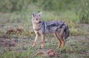 Side Striped Jackal on the prowl at Mombo