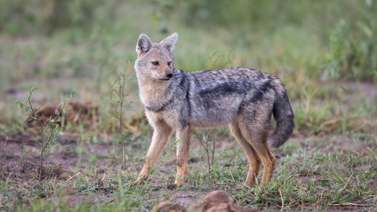 Side Striped Jackal on the prowl at Mombo