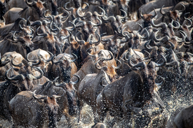 Wilderness Usawa Tannzania The Great Wildebeest Migration