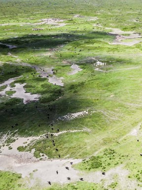 Wilderness Tanzania Habitat Grassland