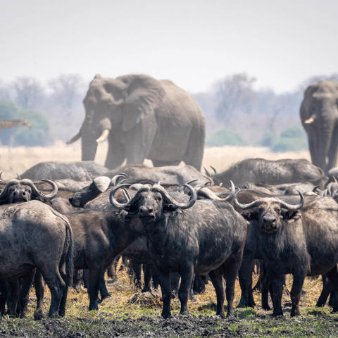 Remote Wilderness safari camp in Botswana’s untamed Mababe Depression 