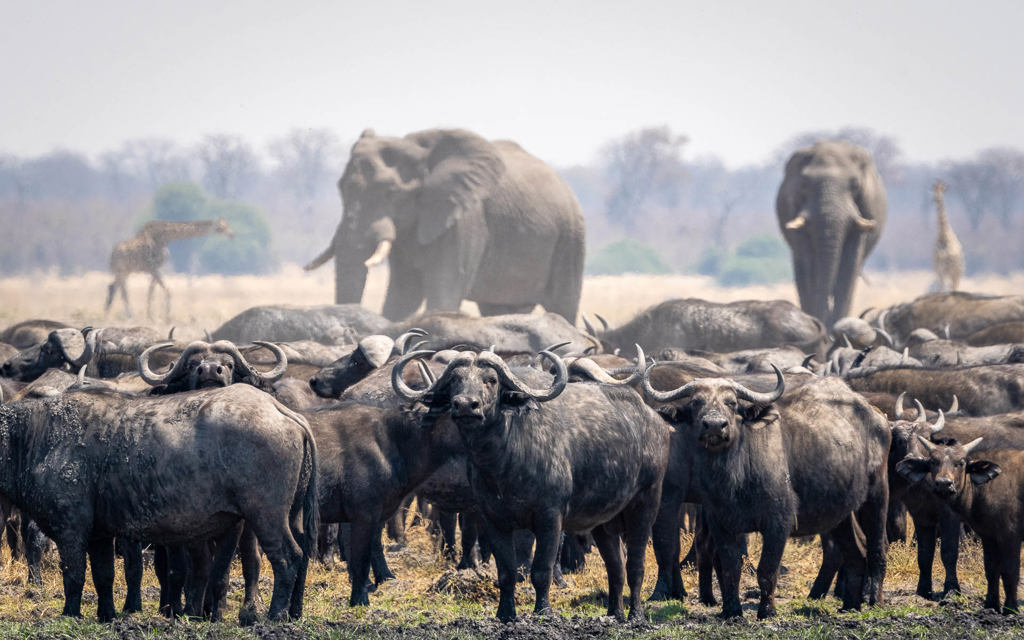 Remote Wilderness safari camp in Botswana’s untamed Mababe Depression 