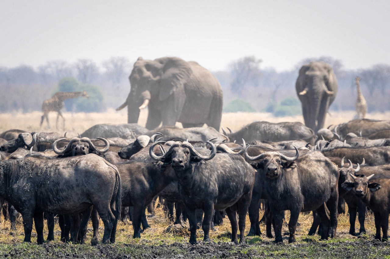 Remote Wilderness safari camp in Botswana’s untamed Mababe Depression 