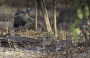 Helmeted guineafowl and African wild cat Wilderness Savuti